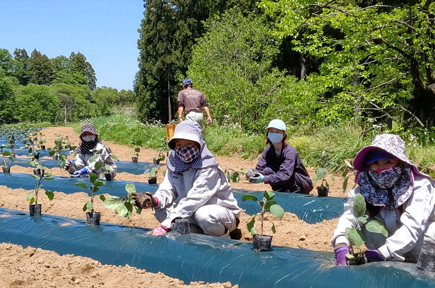 農産物生産