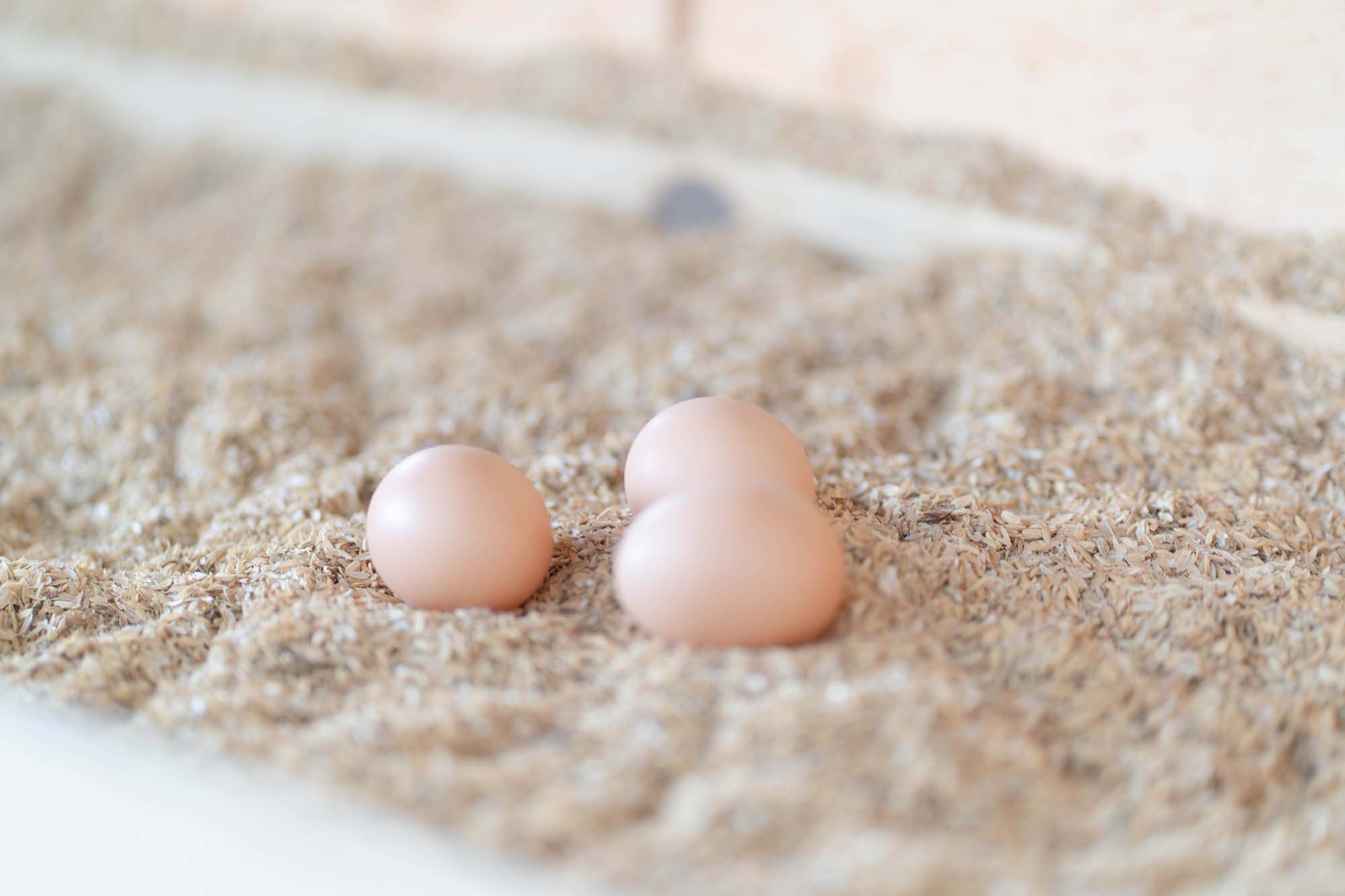 和みの杜 平飼いの卵の様子