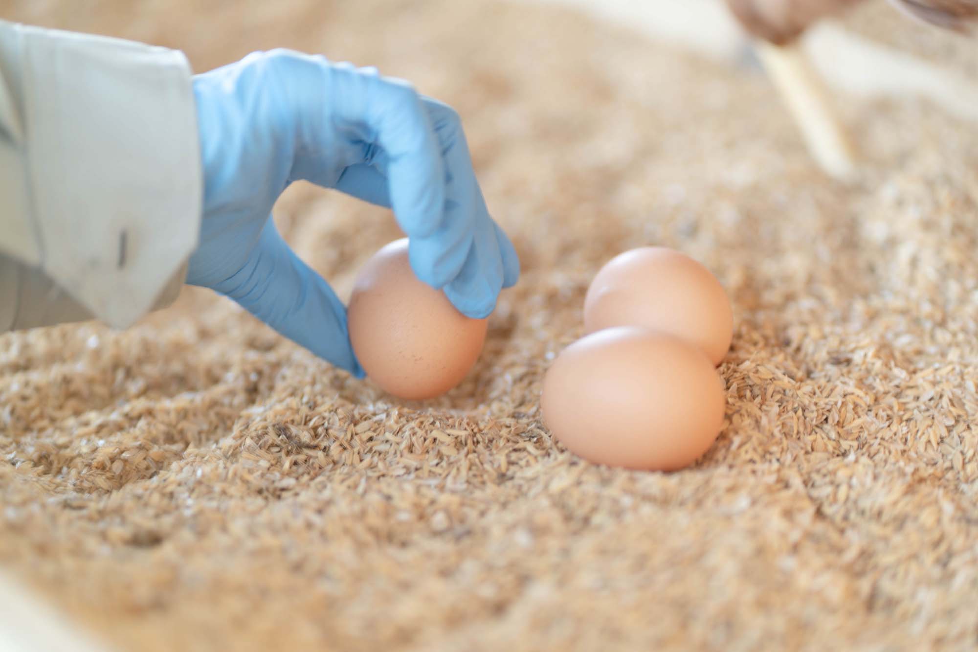 和みの杜 平飼いの卵を手に取る