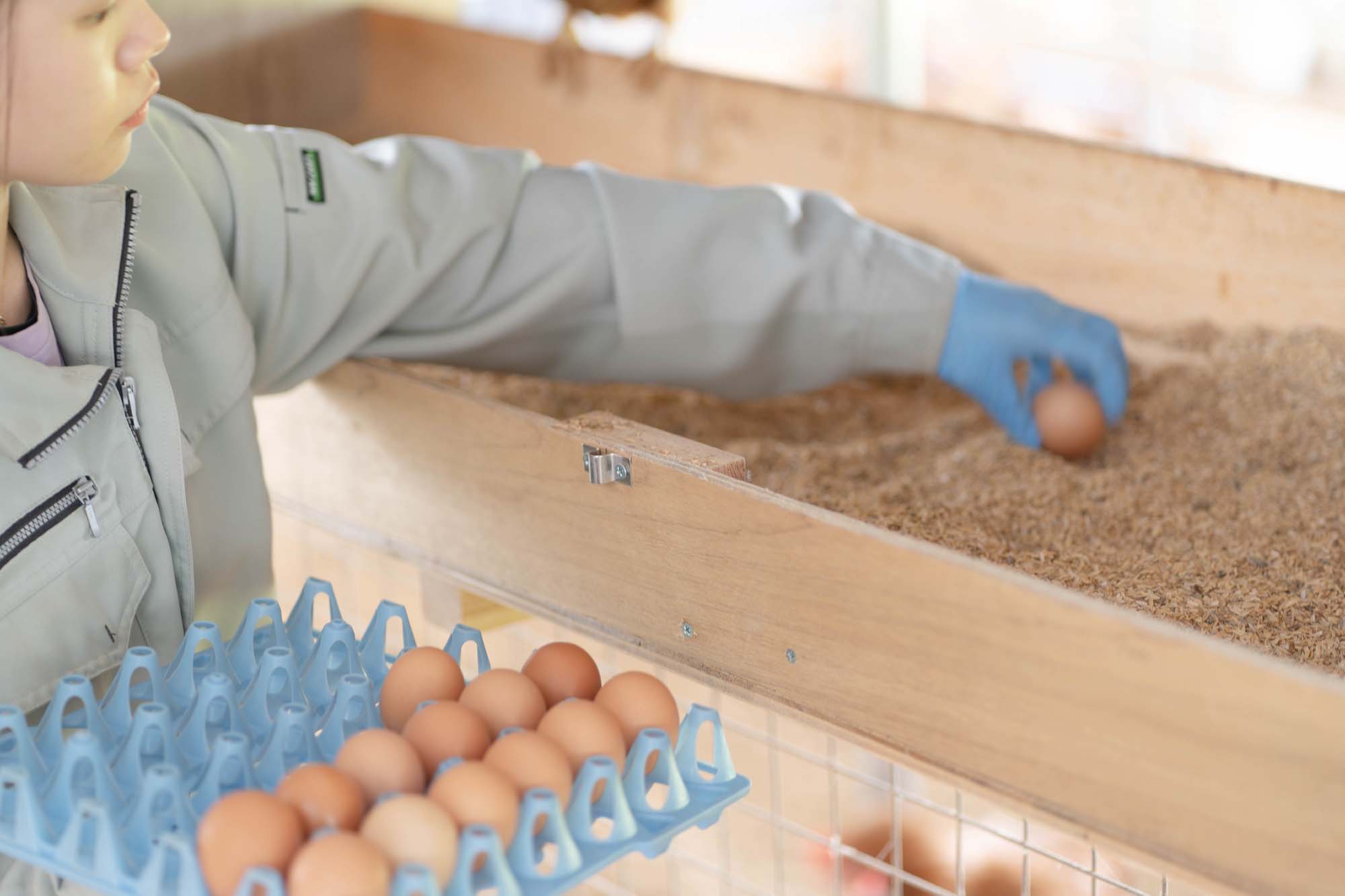 和みの杜 平飼いの卵の収穫